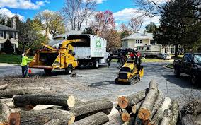 How Our Tree Care Process Works  in  Essex Village, CT